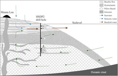 Experimental Microbial Alteration and Fe Mobilization From Basaltic Rocks of the ICDP HSDP2 Drill Core, Hilo, Hawaii